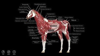 Imagen 0 para Horse Anatomy: Equine 3D …