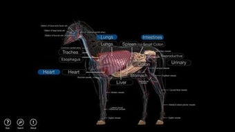 Imagen 1 para Horse Anatomy: Equine 3D …