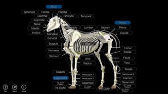 Imagen 3 para Horse Anatomy: Equine 3D …