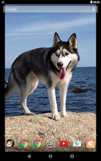 Image 0 for Siberian Husky Video Live…