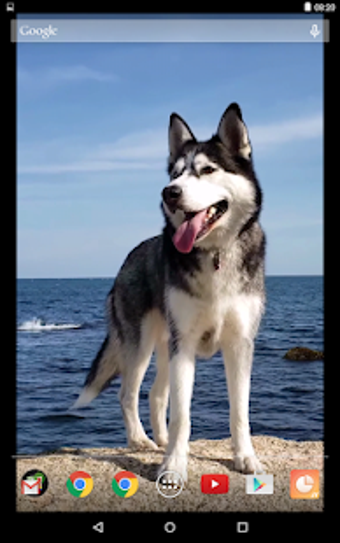 Image 1 for Siberian Husky Video Live…
