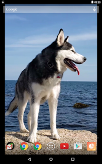 Image 2 for Siberian Husky Video Live…