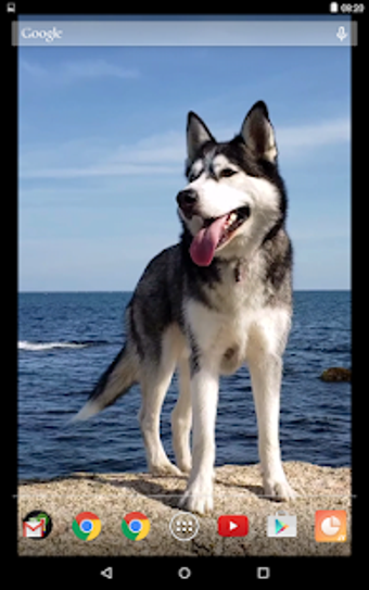 Image 3 for Siberian Husky Video Live…