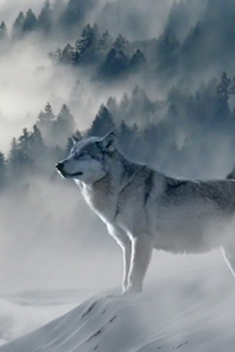 Image 0 for Gray Wolf Sounds & Gray W…