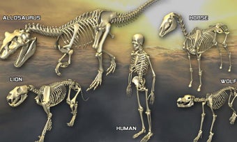 Imagen 3 para Body Disassembly 3D