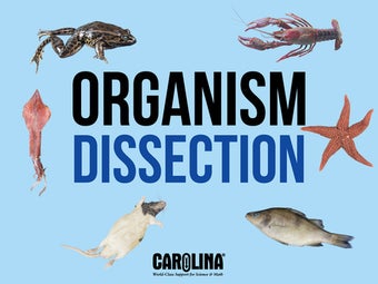 Imagen 0 para Organism Dissection Free