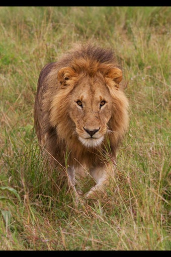 Image 0 for Rick's Big Cats - Wallpap…