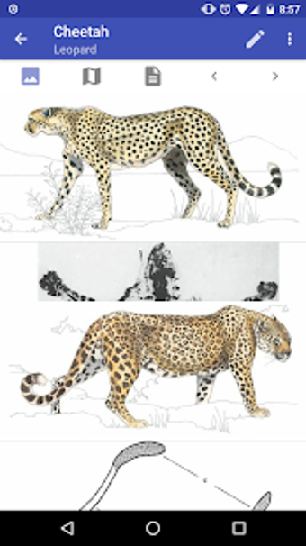 Image 2 for Mammals of the Southern A…