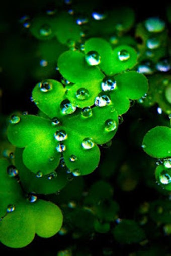 Image 2 for Happy St Patrick Day