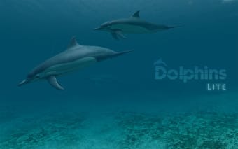 Image 1 for Dolphins 3D Lite