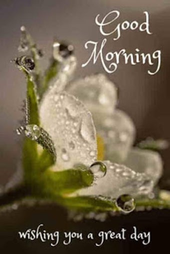 Imagen 0 para Good Morning and Good Nig…