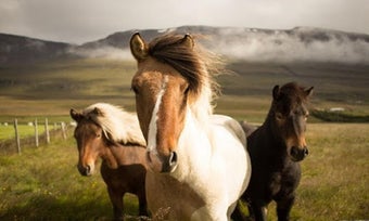 Imagen 0 para videos of animal document…