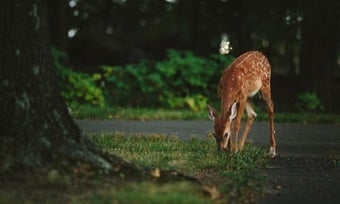 Image 1 for videos of animal document…