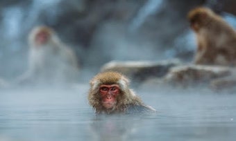 Imagen 1 para videos of animal document…