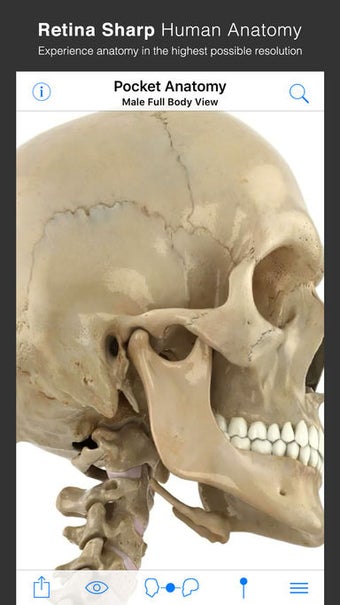 Image 2 for Pocket Anatomy (2018)