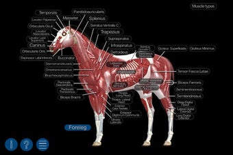Imagen 0 para Horse Anatomy: Equine 3D