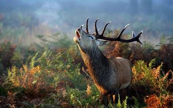 Image 0 for Animals in Autumn for Win…
