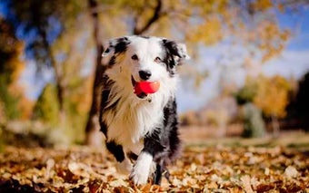 Image 2 for Animals in Autumn for Win…