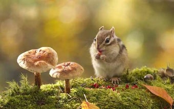 Image 1 for Animals in Autumn for Win…