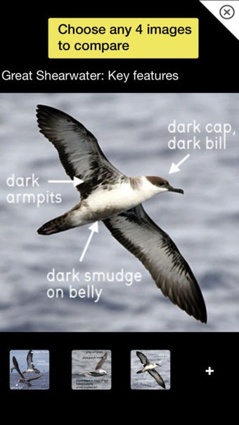 Image 2 for Birds of Britain Pro: A F…