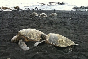 Image 2 for Aloha Hawaii Photos - Pic…