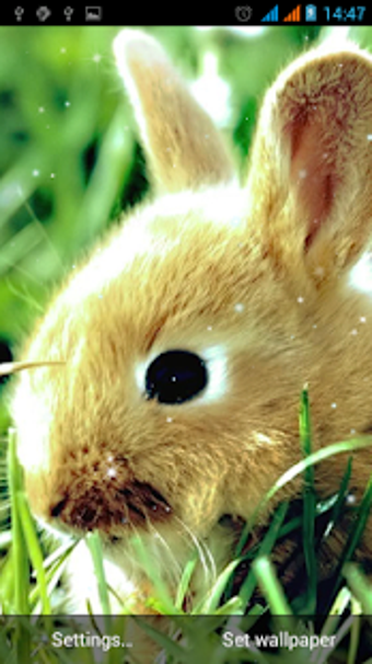 Imagen 1 para Bunny Live Wallpaper