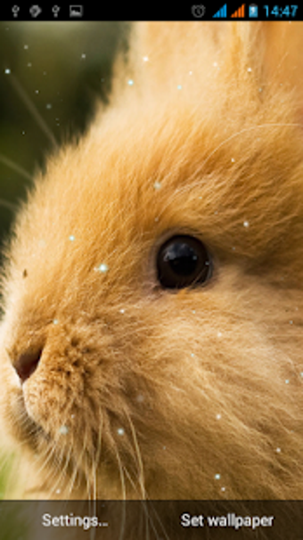 Imagen 0 para Bunny Live Wallpaper