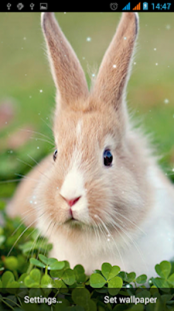 Imagen 2 para Bunny Live Wallpaper