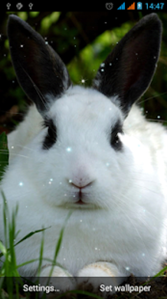 Imagen 3 para Bunny Live Wallpaper