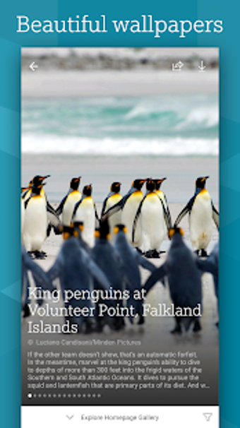 Imagen 10 para Microsoft Bing Search
