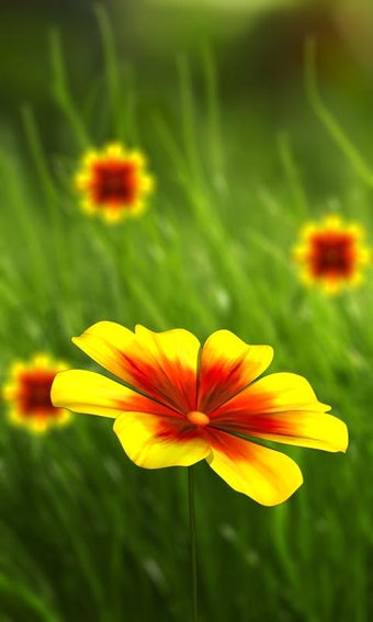 Imagen 1 para 360 Flower live wallpaper…