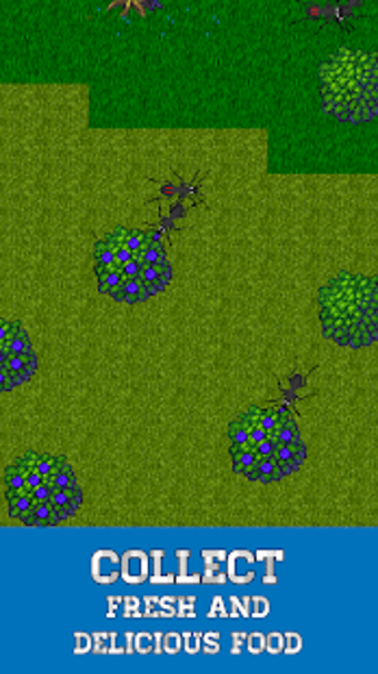 Image 1 for Ant Evolution