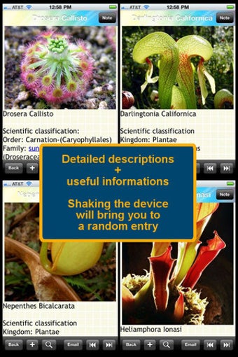 Image 4 for Carnivorous Plants Encycl…