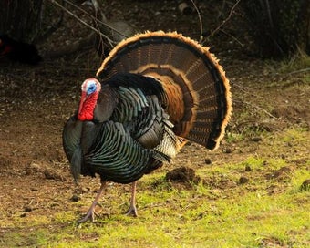 Image 1 for Turkey Calling & Turkey S…