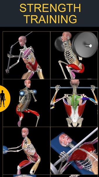 Image 0 for Muscle and Motion Strengt…