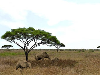 Imagen 0 para 3D Serengeti Safari