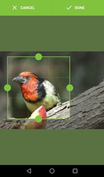 Imagen 0 para NatureAi Bird ID: South A…
