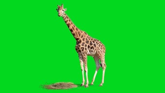 Image 0 for Animals Green Screen Effe…