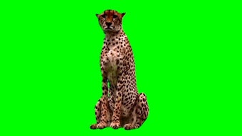Image 2 for Animals Green Screen Effe…
