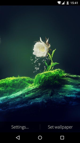 Imagen 0 para Cactus Flower Live Wallpa…
