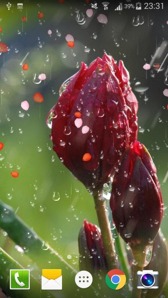 Imagen 2 para Rose Raindrop Live Wallpa…