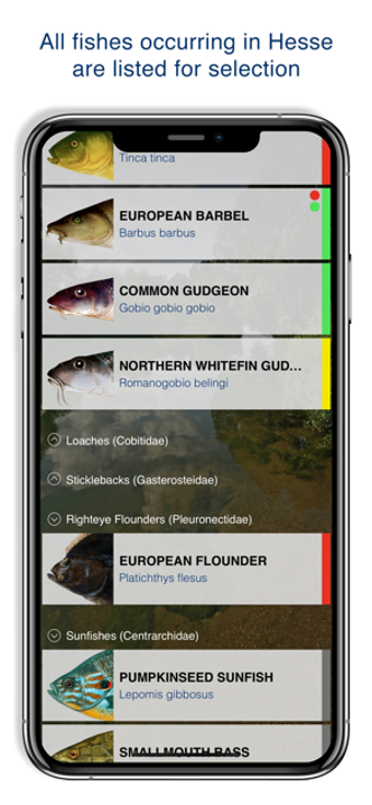 Image 3 for Fishguide Hessia