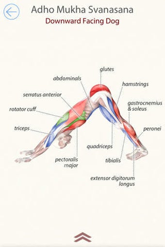 Image 0 for 3D Yoga Anatomy