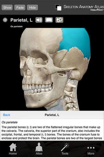 Image 0 for Skeleton Anatomy Atlas: E…