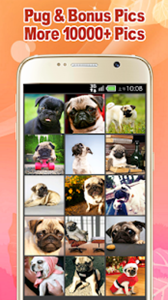 Imagen 1 para Pug Wallpaper