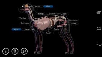 Image 3 for Dog Anatomy: Canine 3D