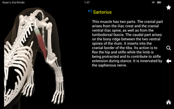Image 2 for Dog Anatomy: Canine 3D