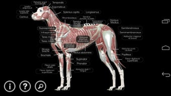 Image 1 for Dog Anatomy: Canine 3D