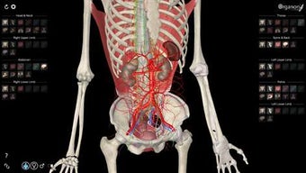 Imagen 3 para 3D Organon Anatomy for Wi…