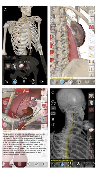 Image 1 for 3D Organon Anatomy - Repr…